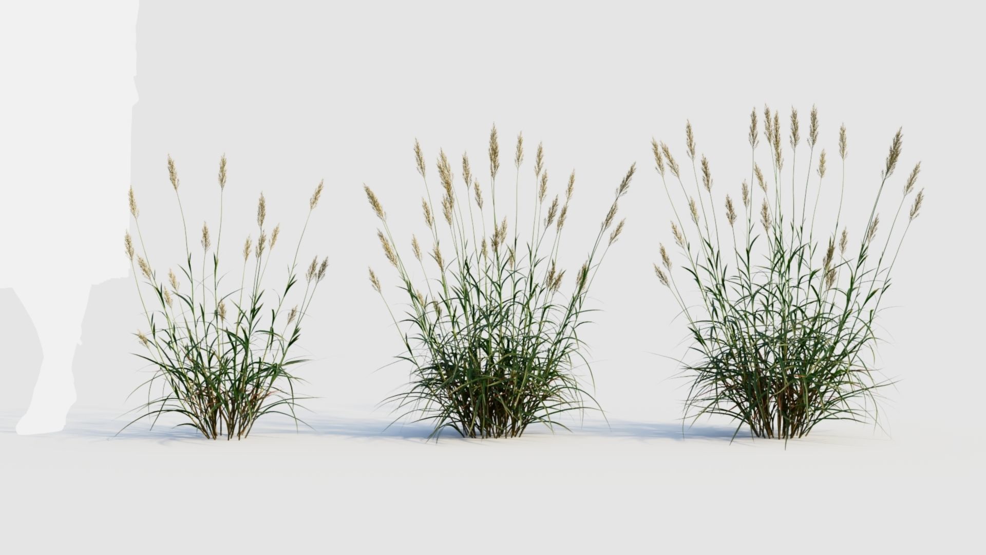 Polypogon elongatus b 3D model_1