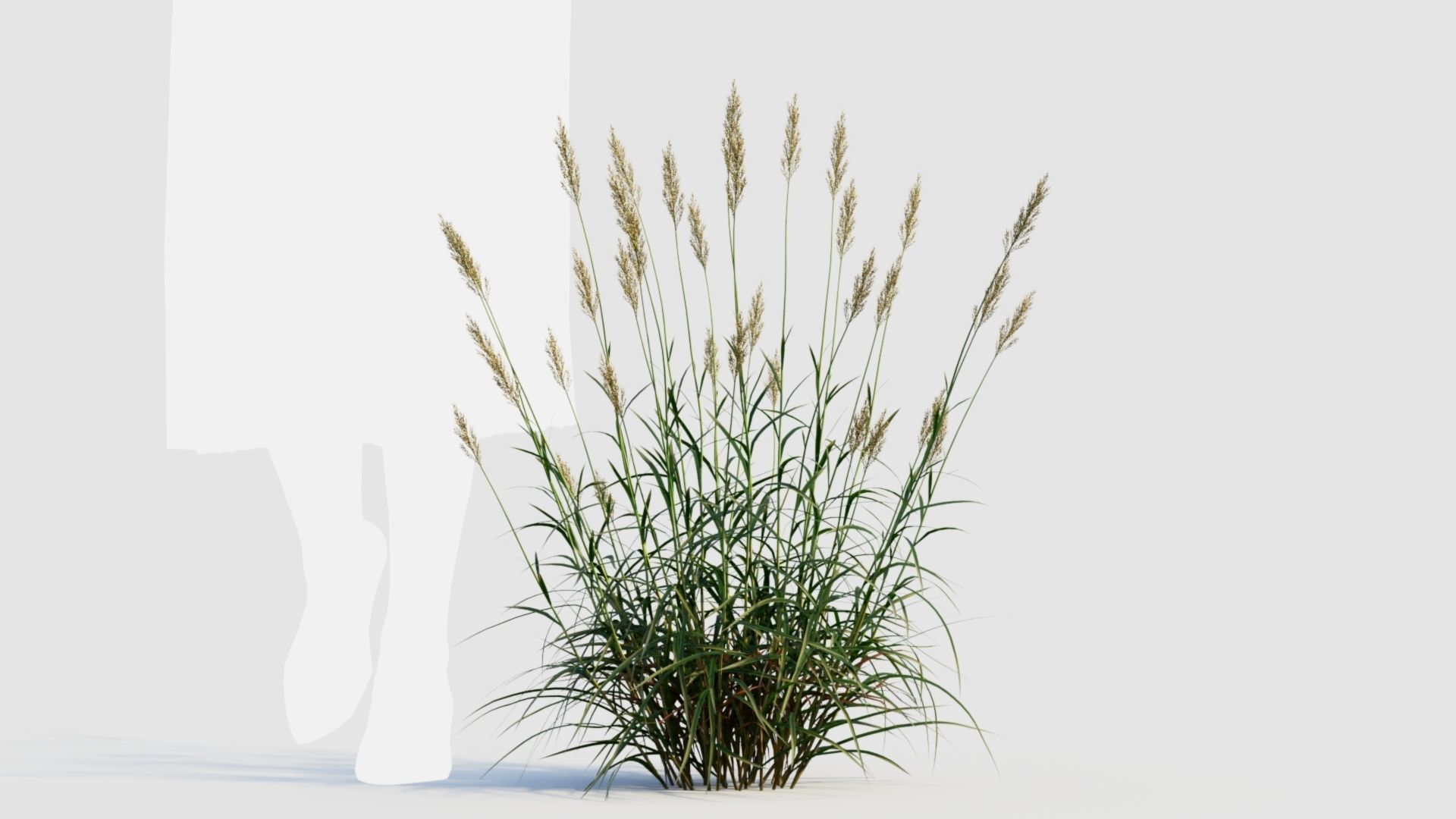 Polypogon elongatus b 3D model_7