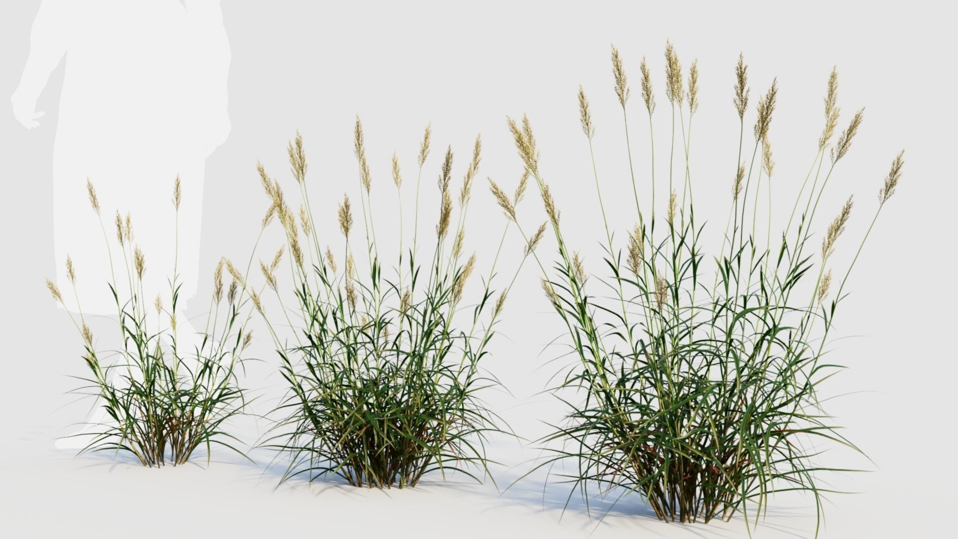 Polypogon elongatus b 3D model_2