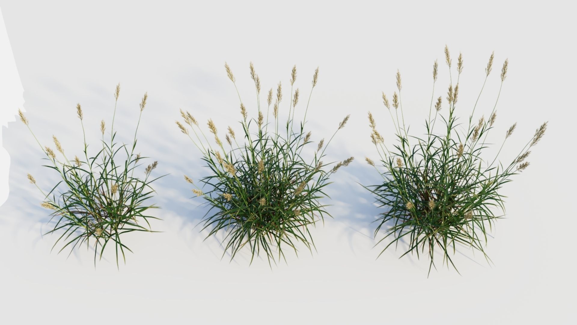 Polypogon elongatus b 3D model_3