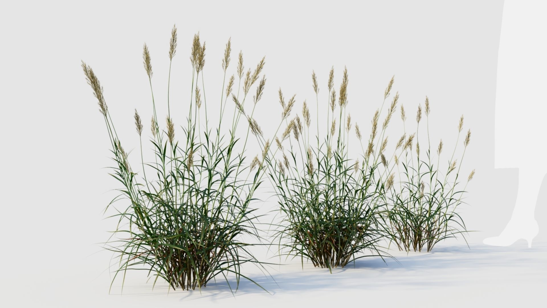 Polypogon elongatus b 3D model_5