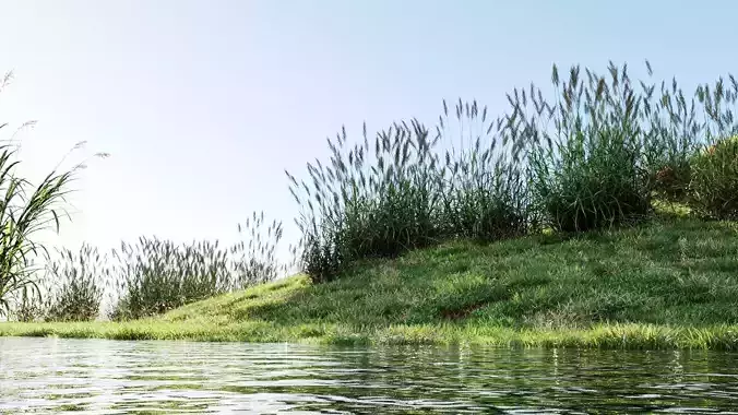 Polypogon elongatus b 3D model