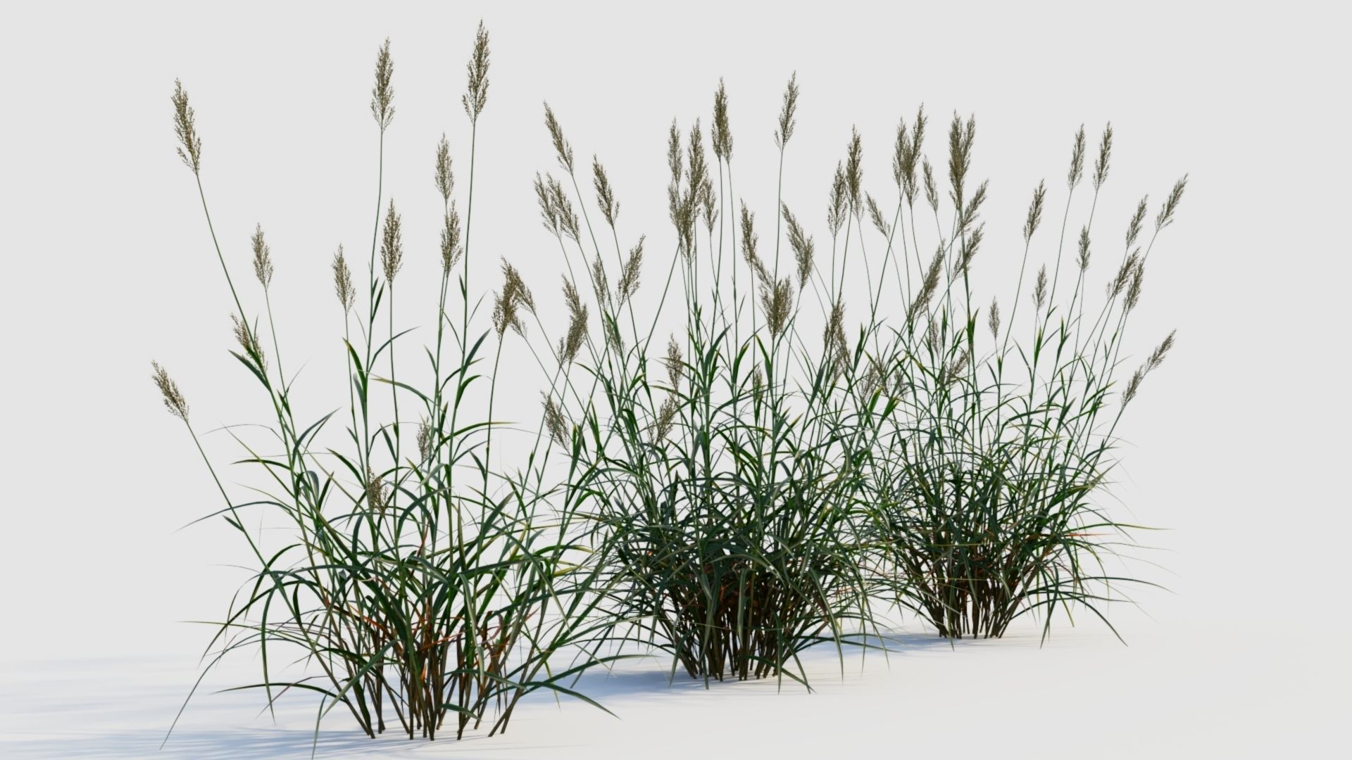 Polypogon elongatus b 3D model_4