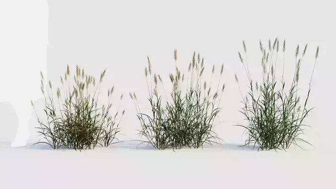Polypogon elongatus c 3D model