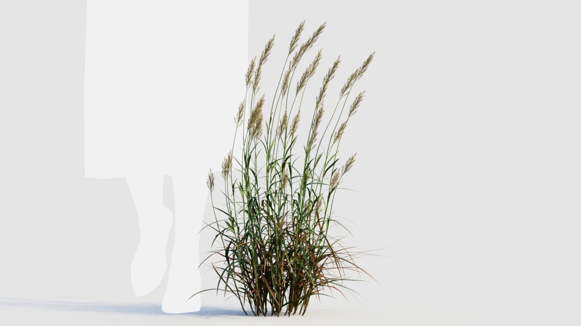 Polypogon elongatus d 3D model_8