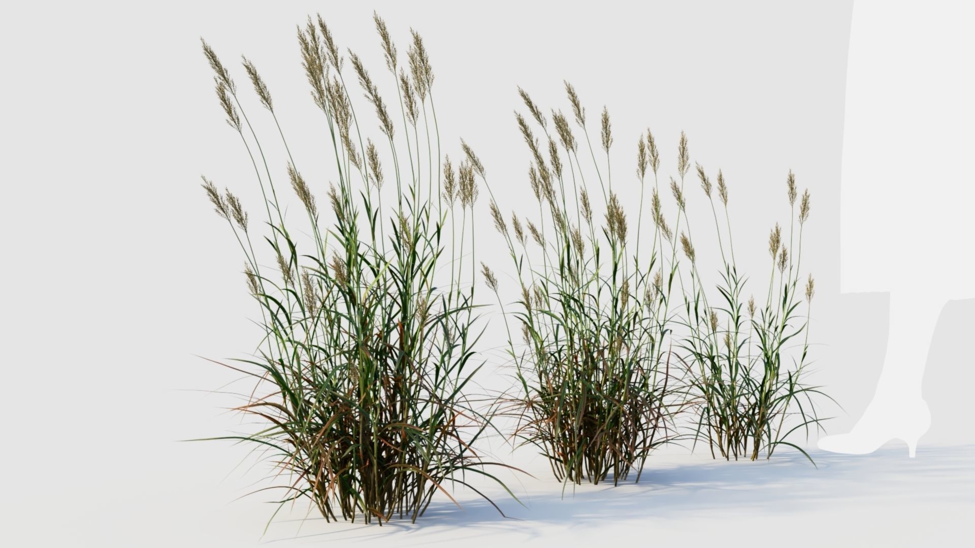 Polypogon elongatus d 3D model_6