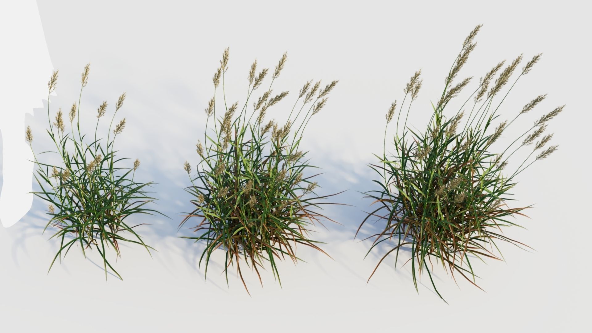 Polypogon elongatus d 3D model_4