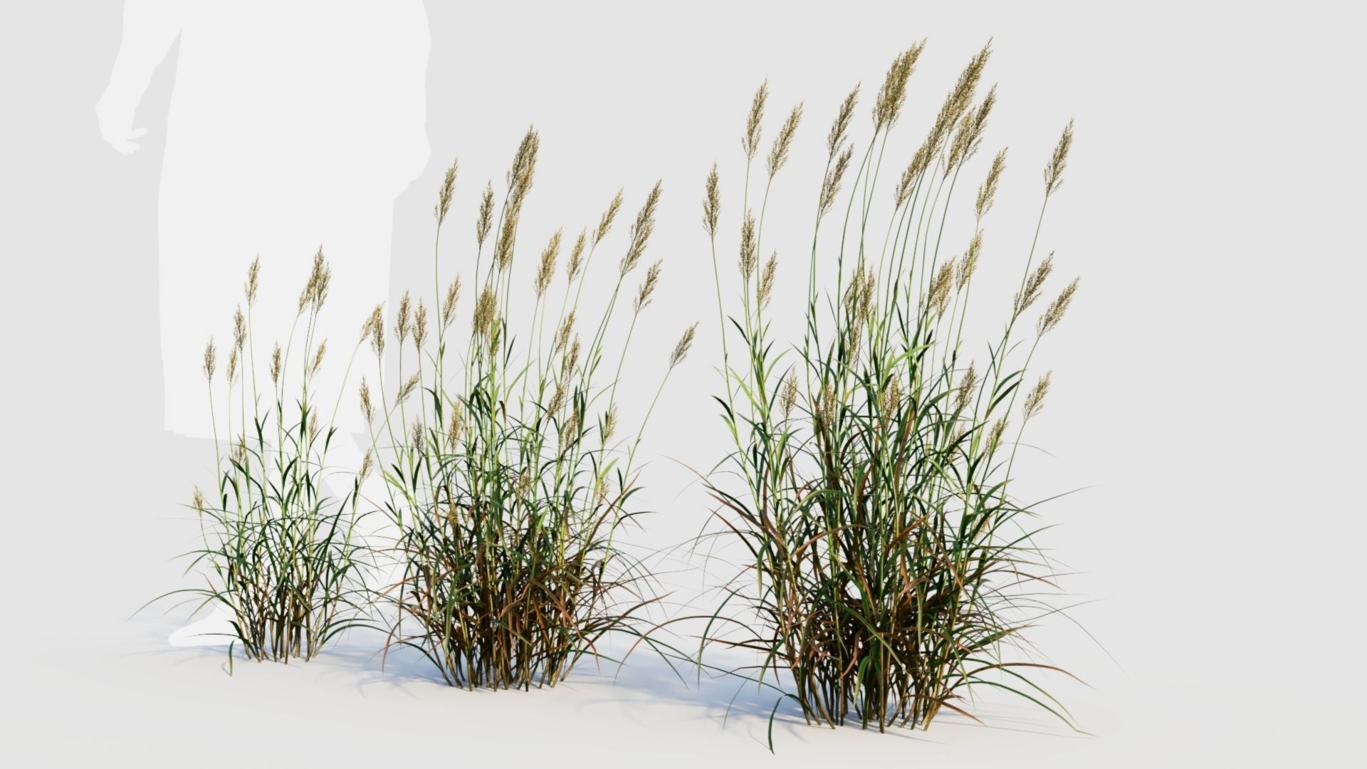 Polypogon elongatus d 3D model_3