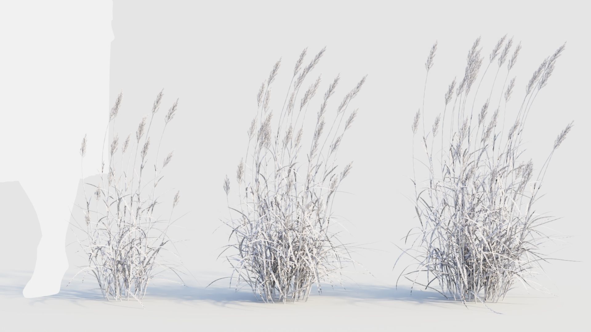 Polypogon elongatus d 3D model_10