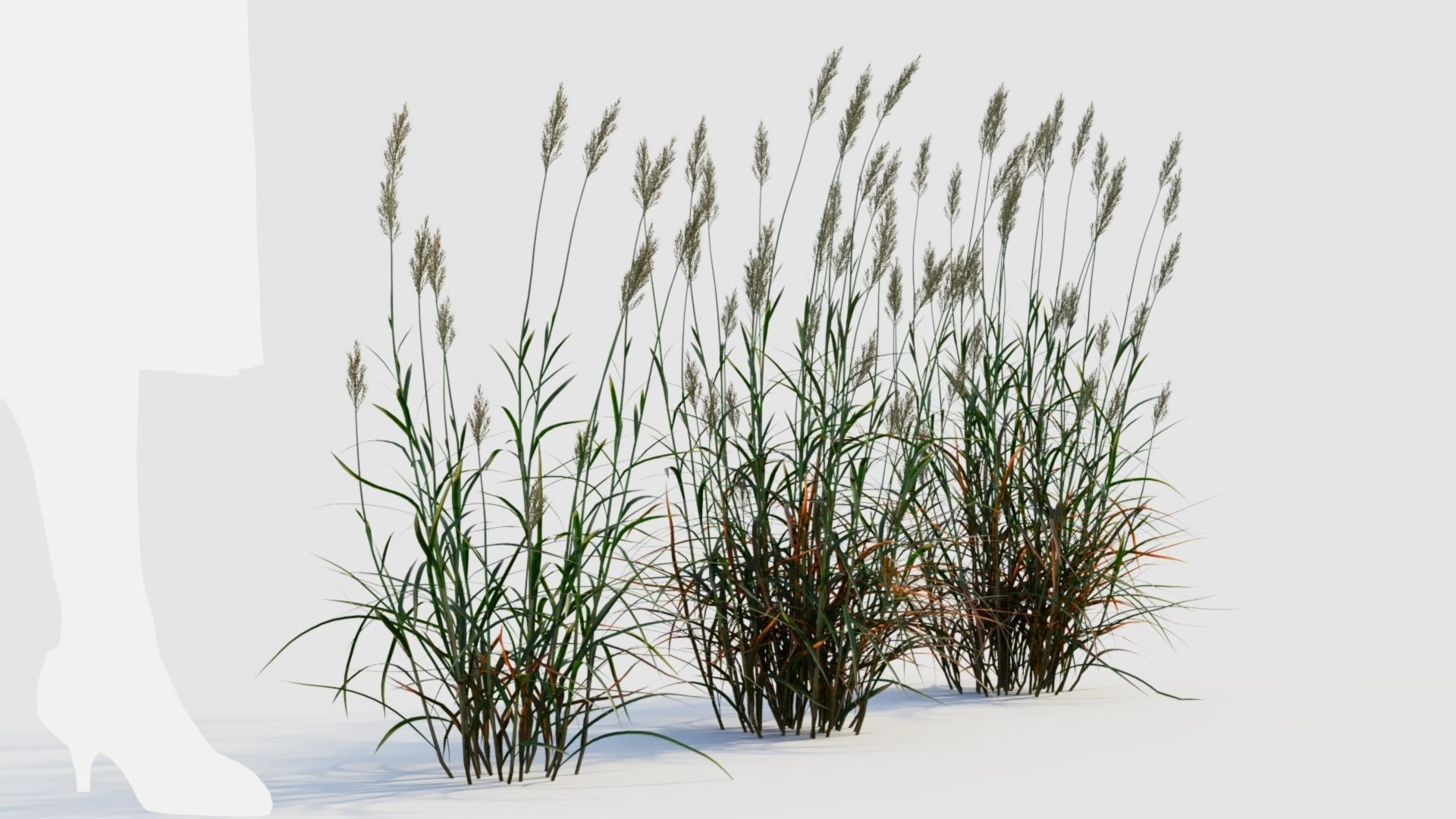 Polypogon elongatus d 3D model_5