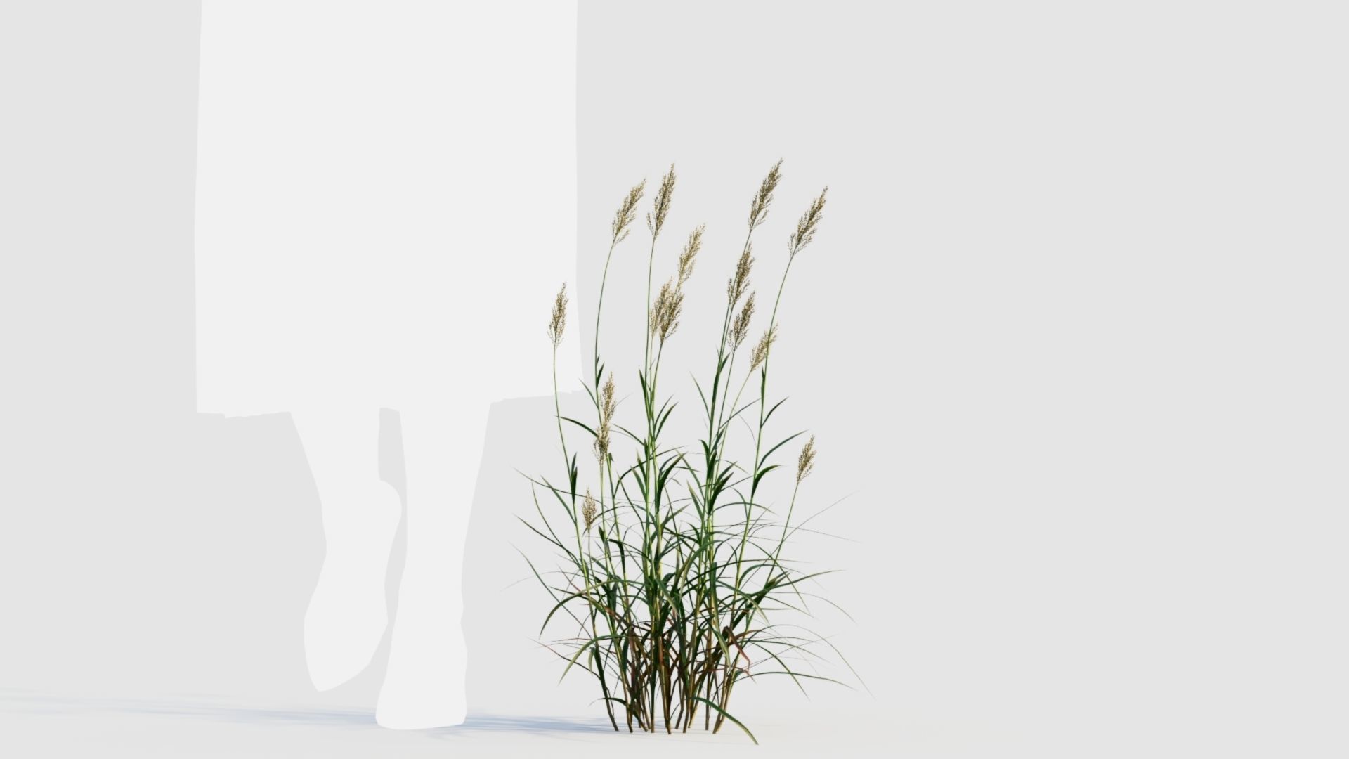 Polypogon elongatus d 3D model_7