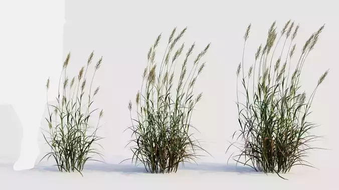 Polypogon elongatus d 3D model