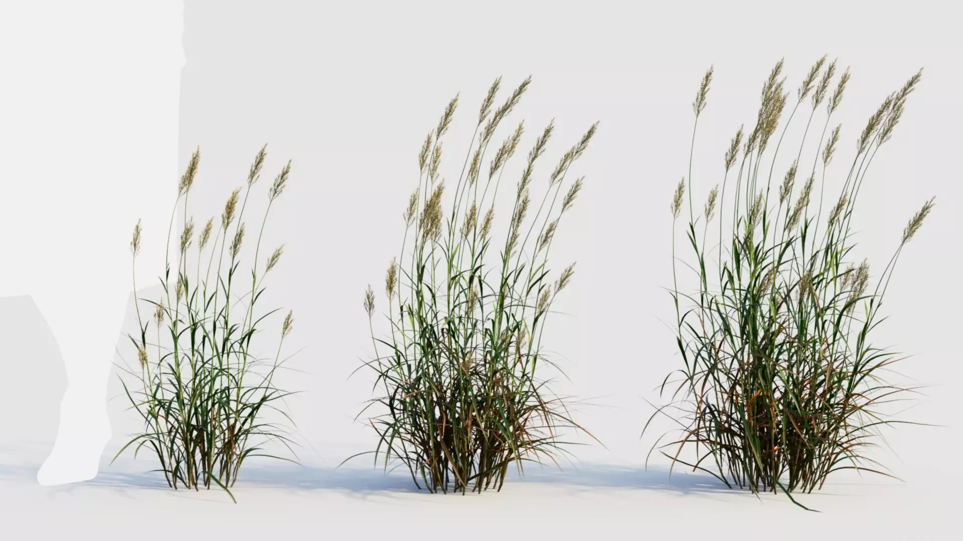 Polypogon elongatus d 3D model_0