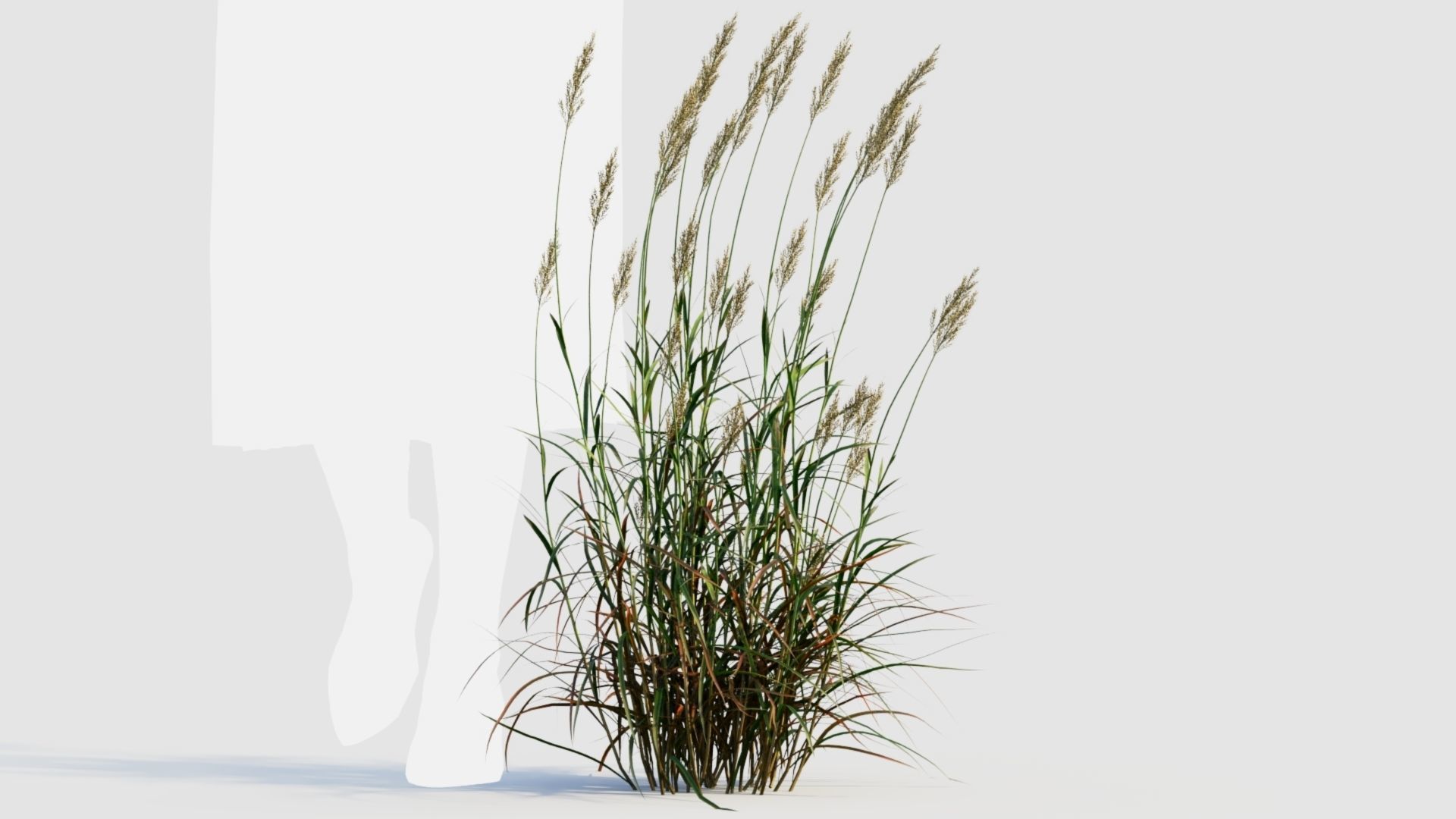 Polypogon elongatus d 3D model_9