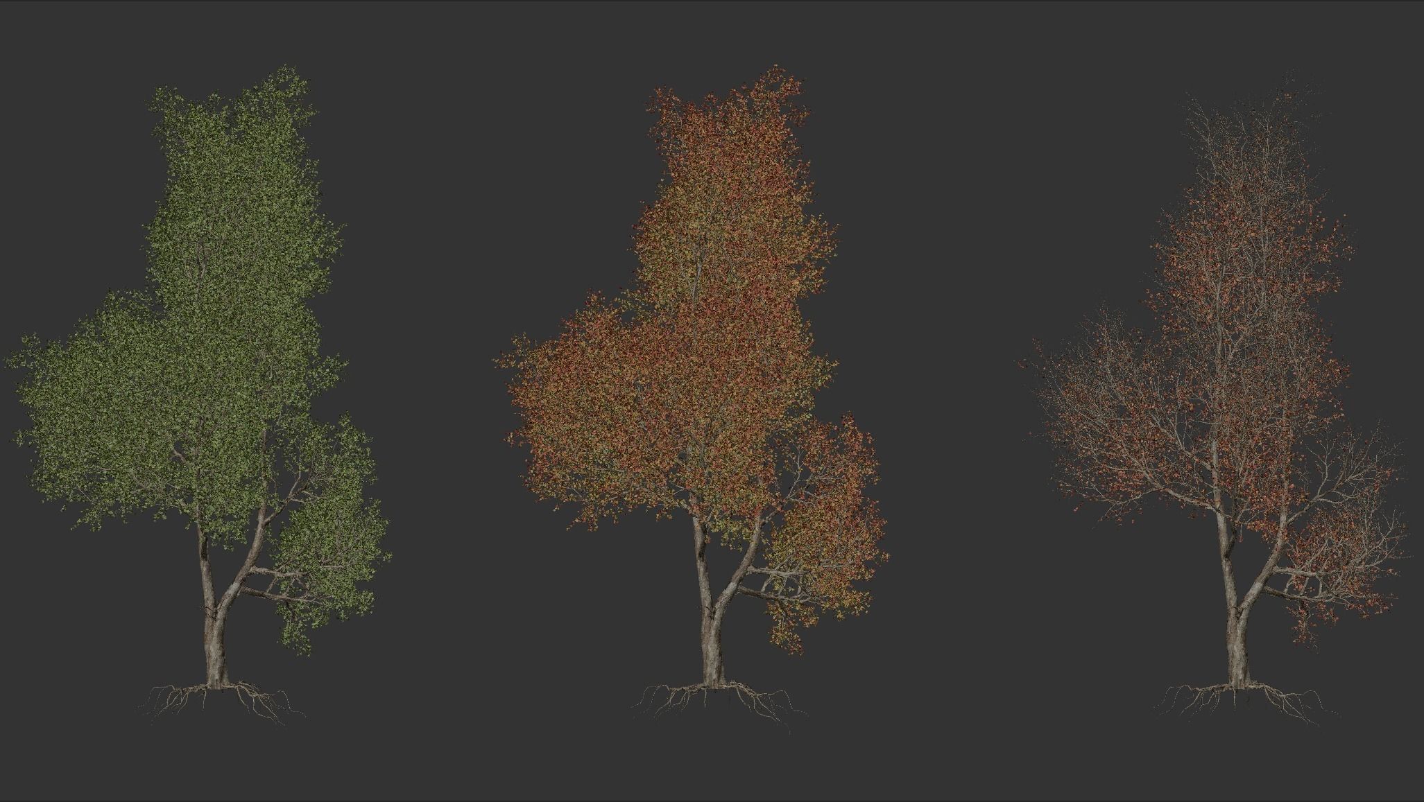 High quality Maple tree 02 3D model_2