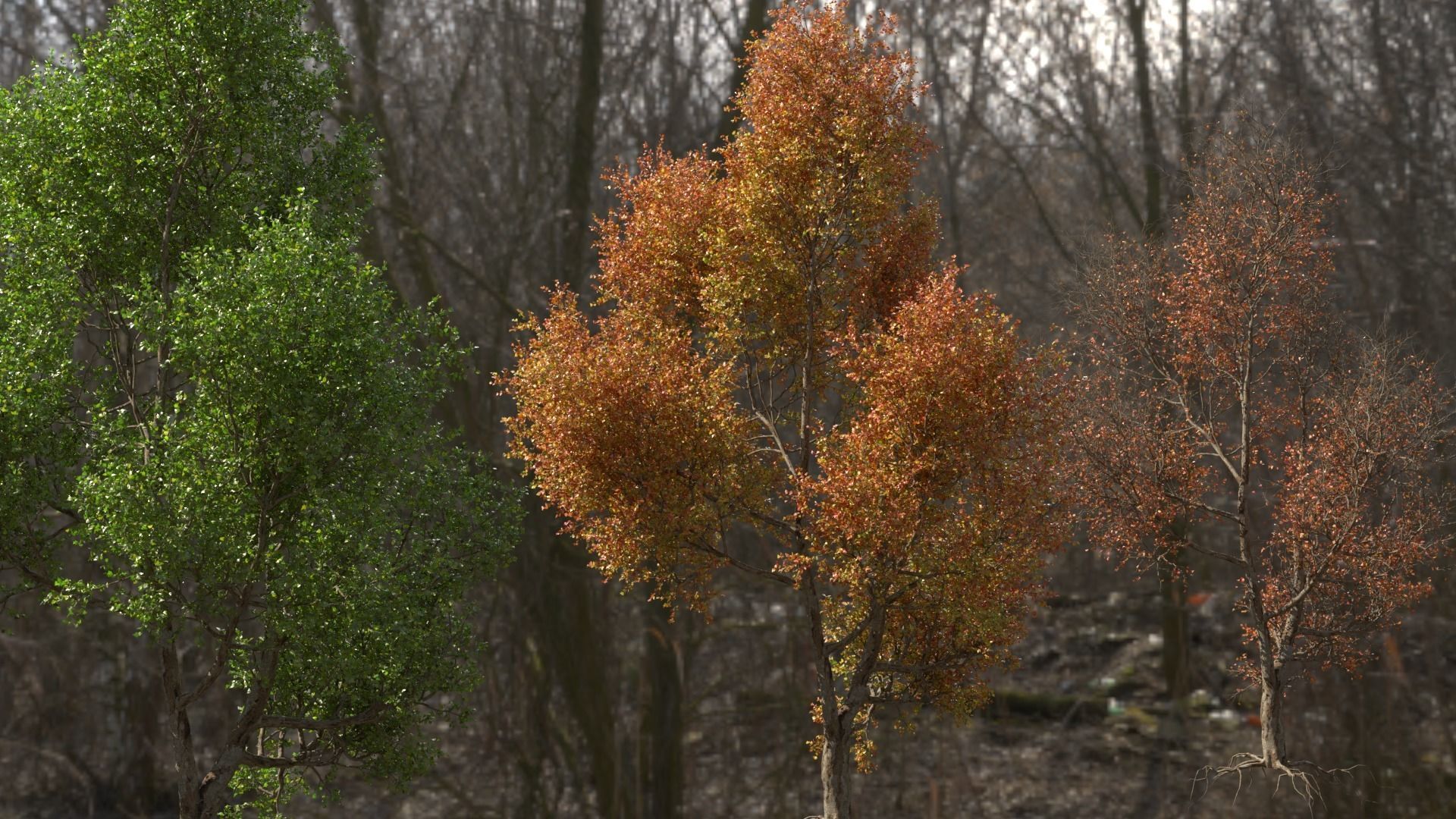 High quality Maple tree 02 3D model_1