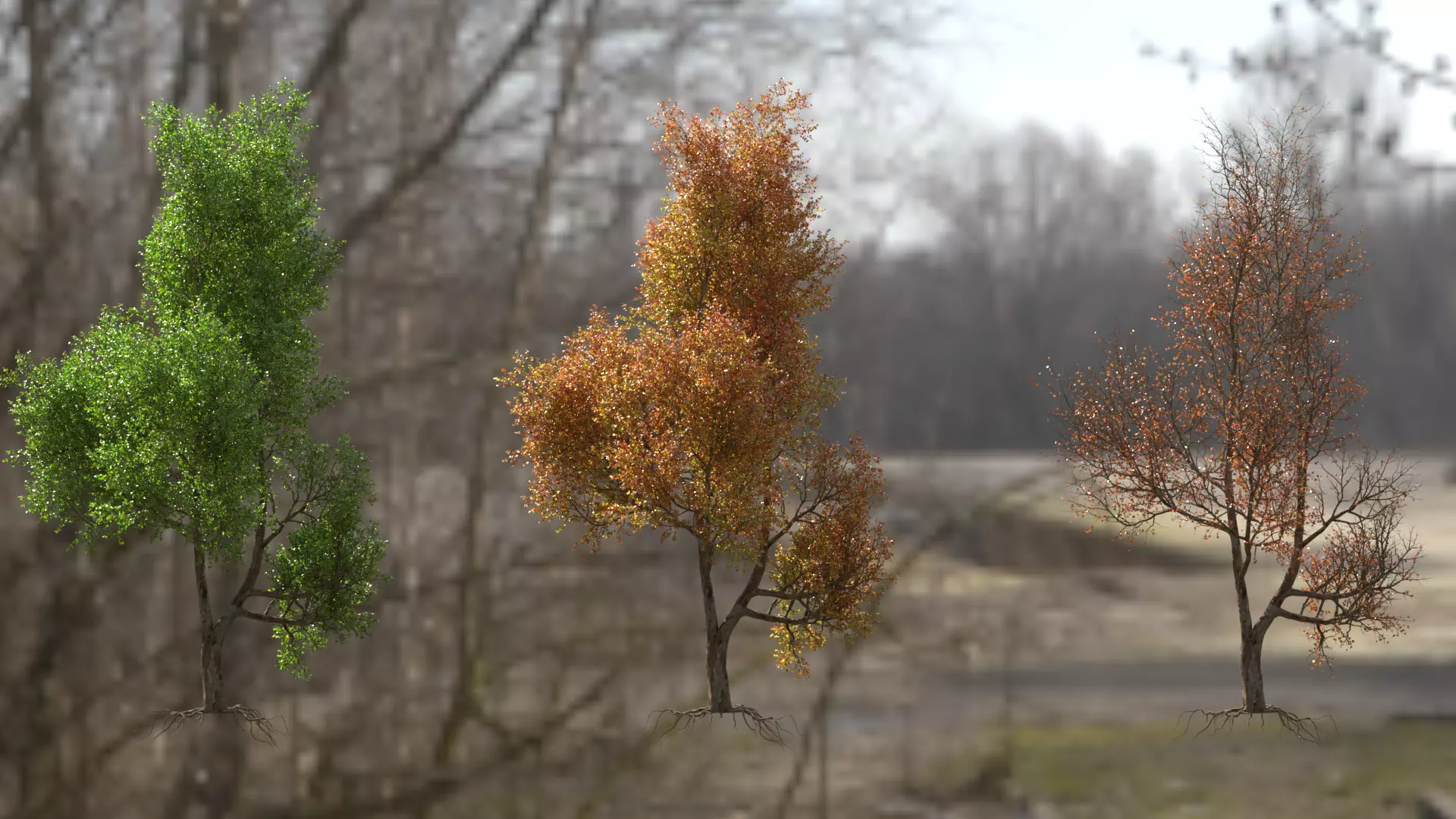 High quality Maple tree 02 3D model_0