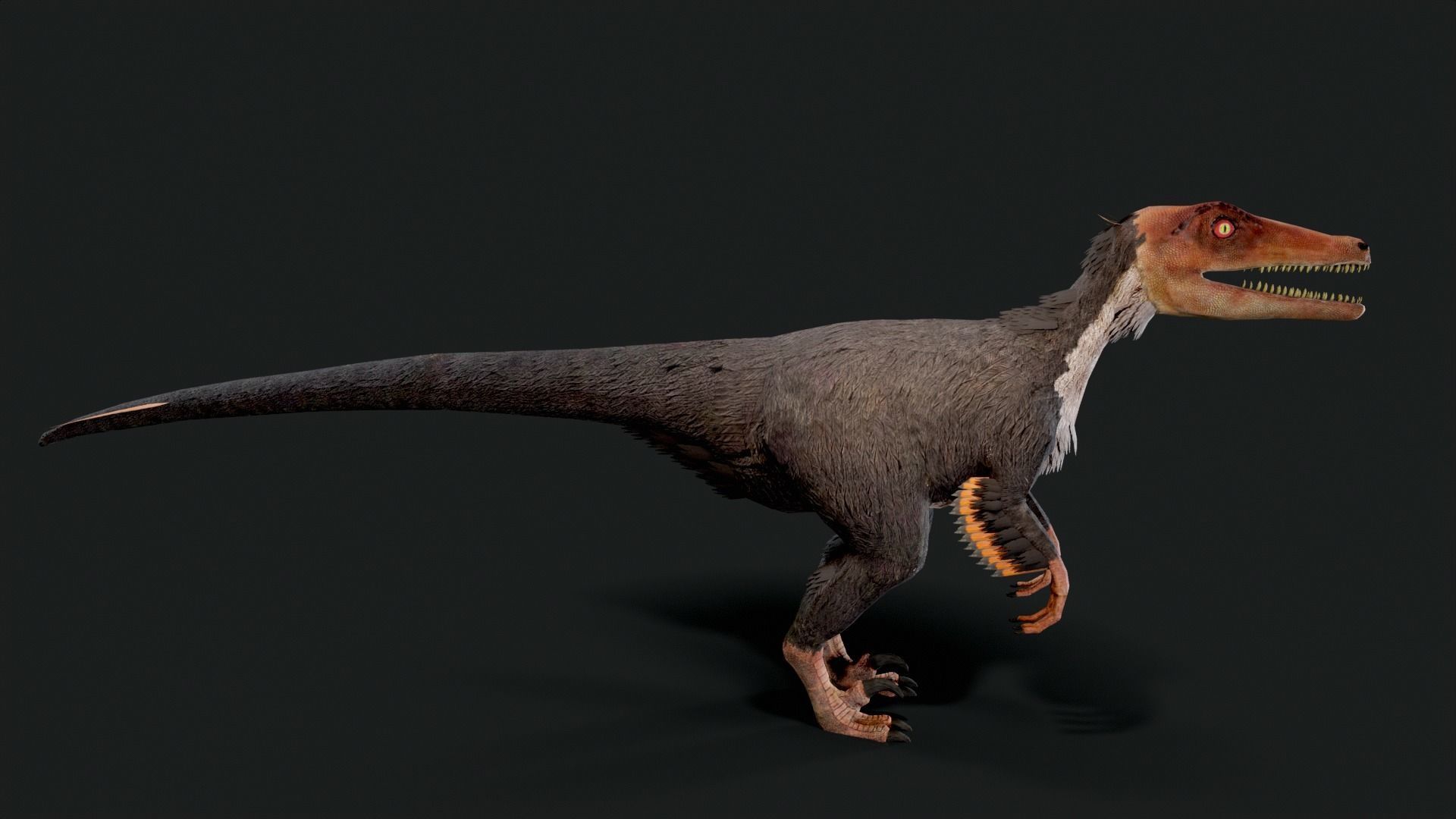 Velociraptor Dinosaur Animated Low Poly Low-poly 3D model_2