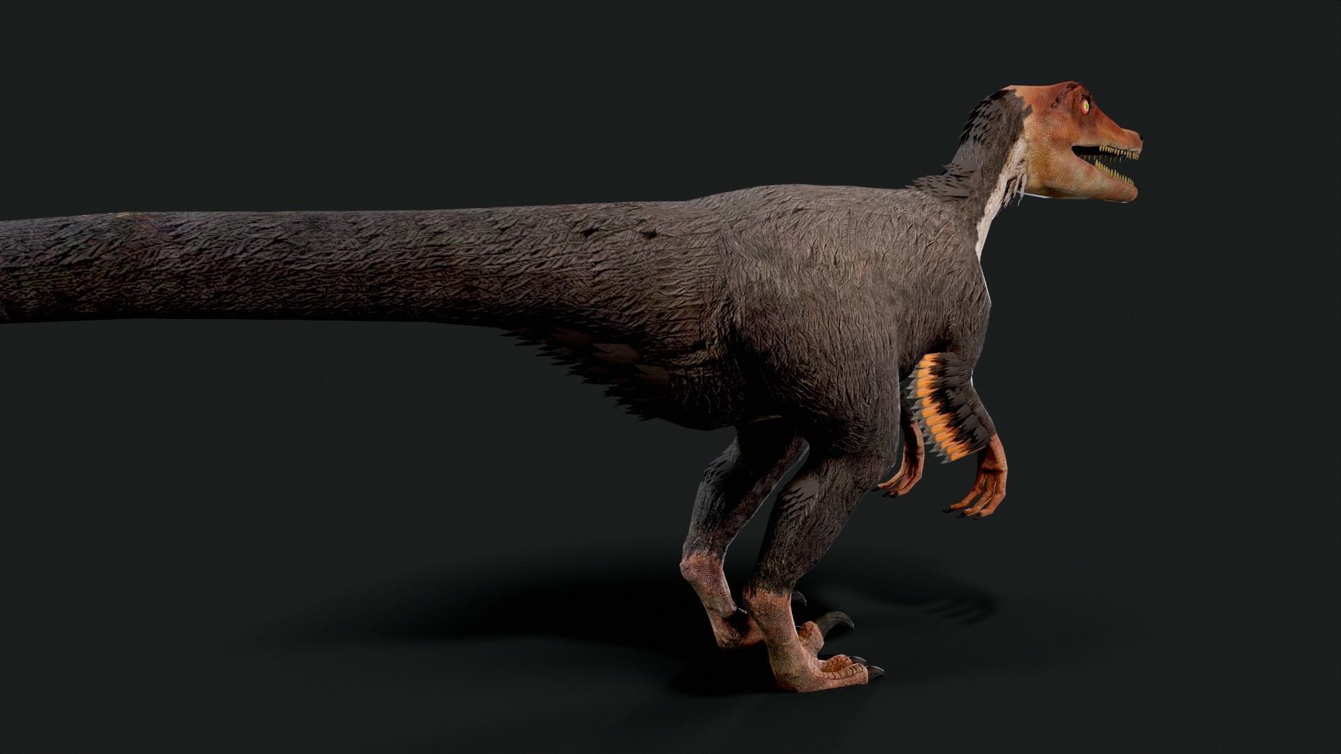 Velociraptor Dinosaur Animated Low Poly Low-poly 3D model_4