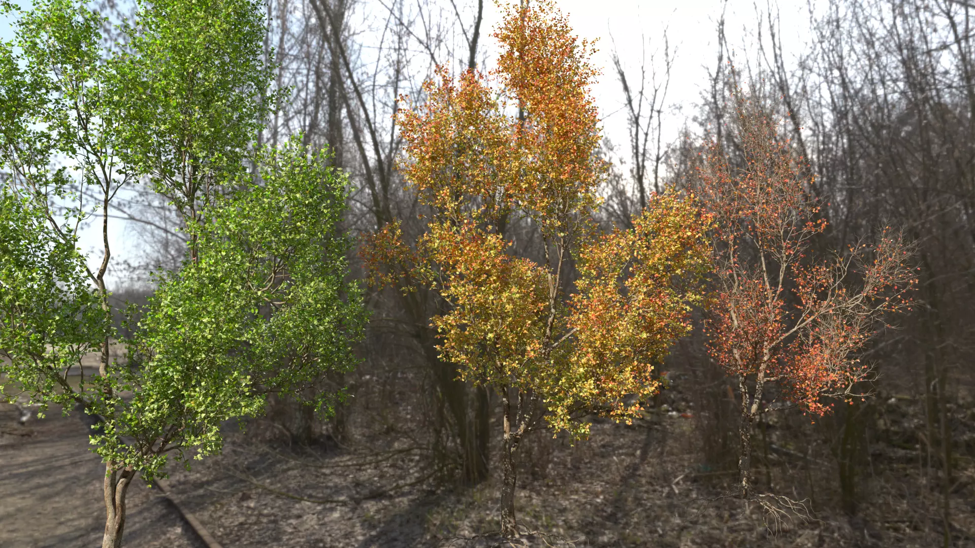 High quality Maple tree 03 3D model_0