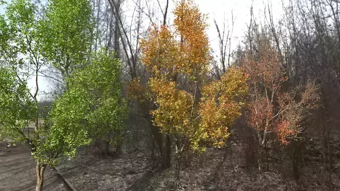 High quality Maple tree 03 3D model