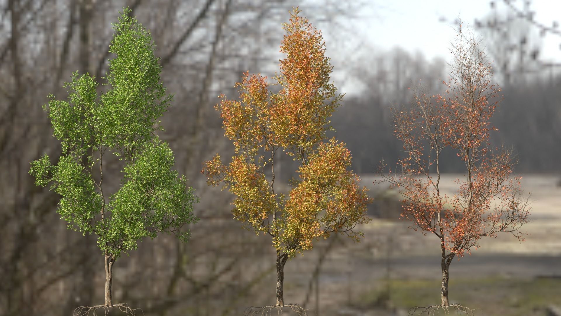 High quality Maple tree 03 3D model_1