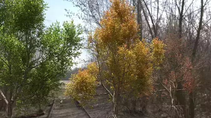 High quality Maple tree 04 3D model