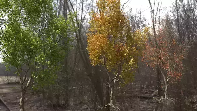 High quality Maple tree 05 3D model