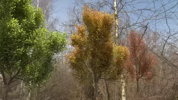 High quality Maple tree 06 3D model