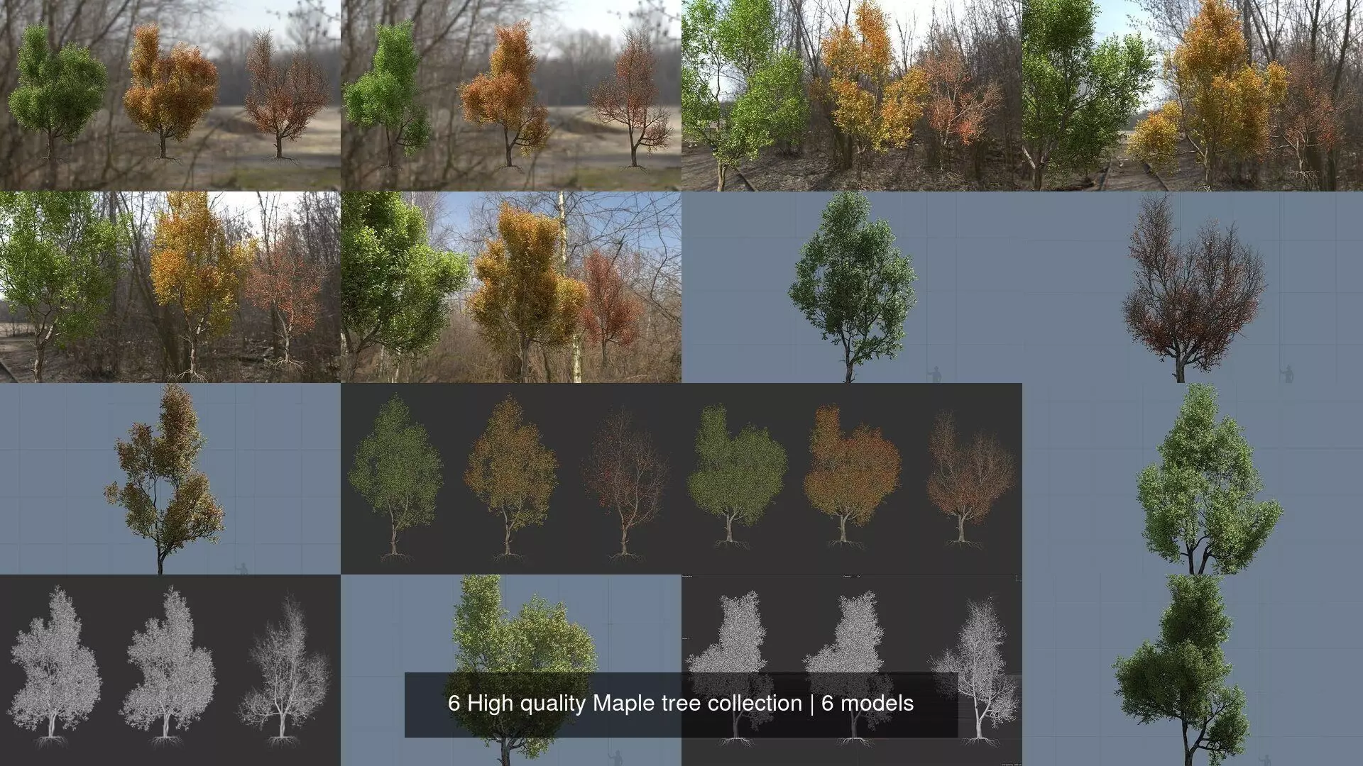 6 High quality Maple tree collection _0