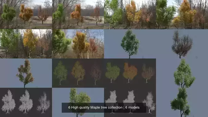 6 High quality Maple tree collection