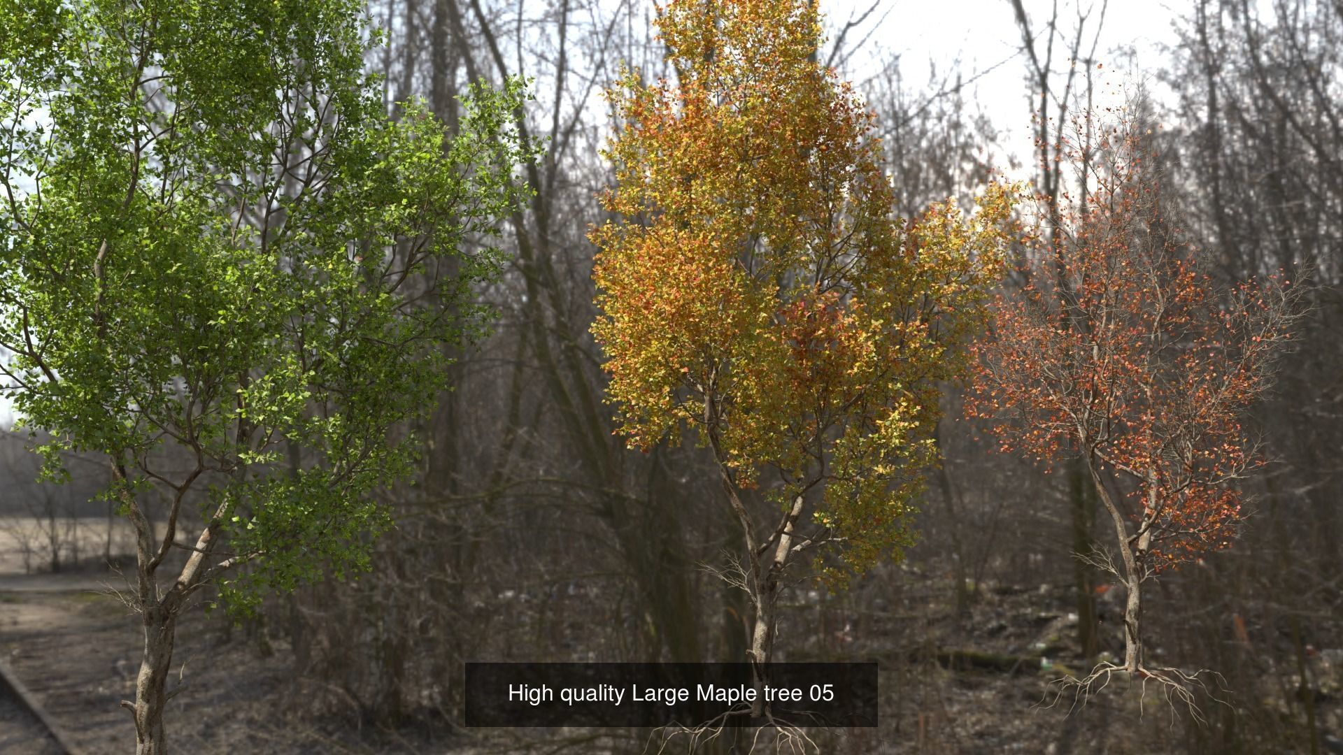 6 High quality Maple tree collection _6