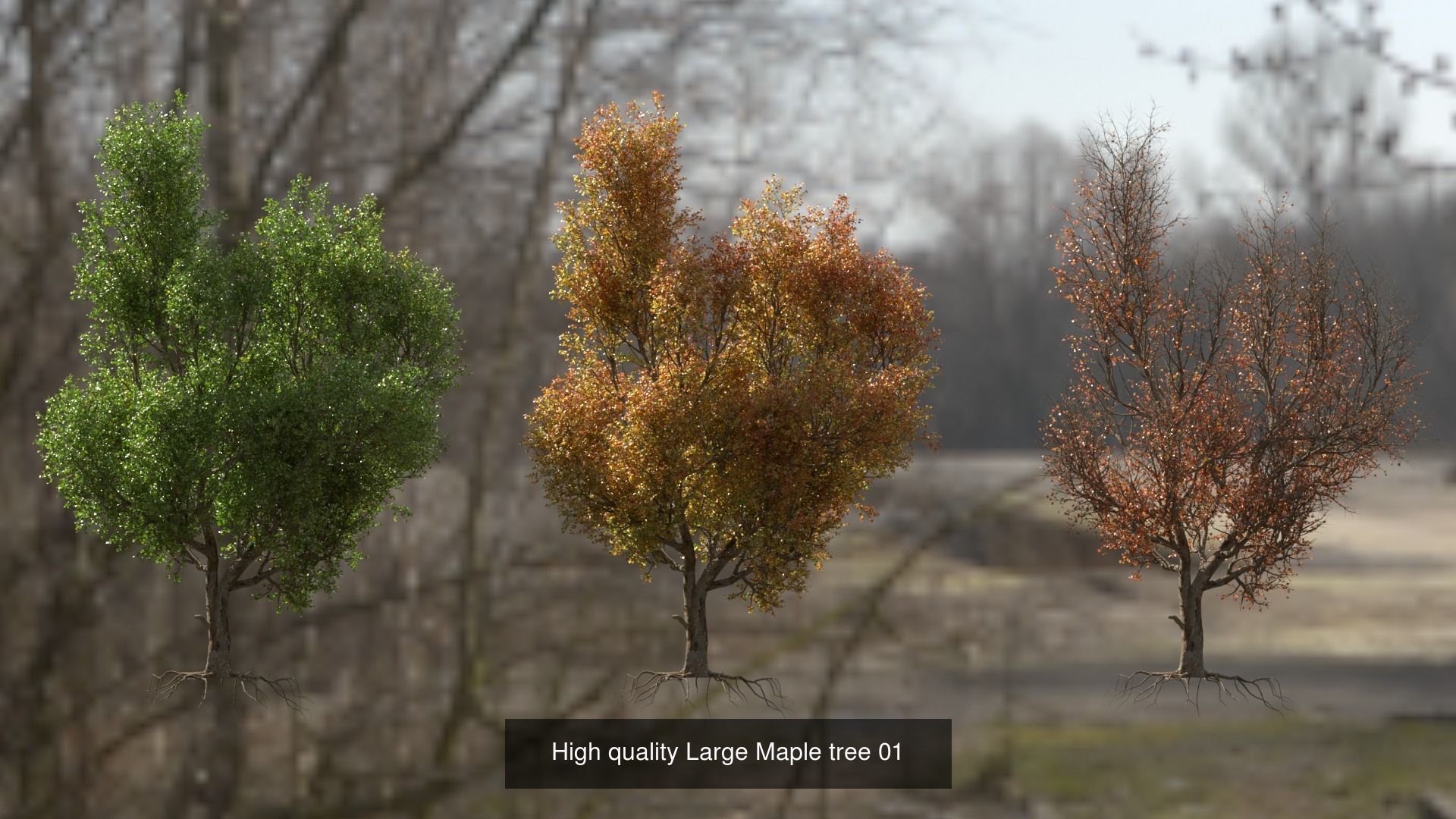 6 High quality Maple tree collection _1