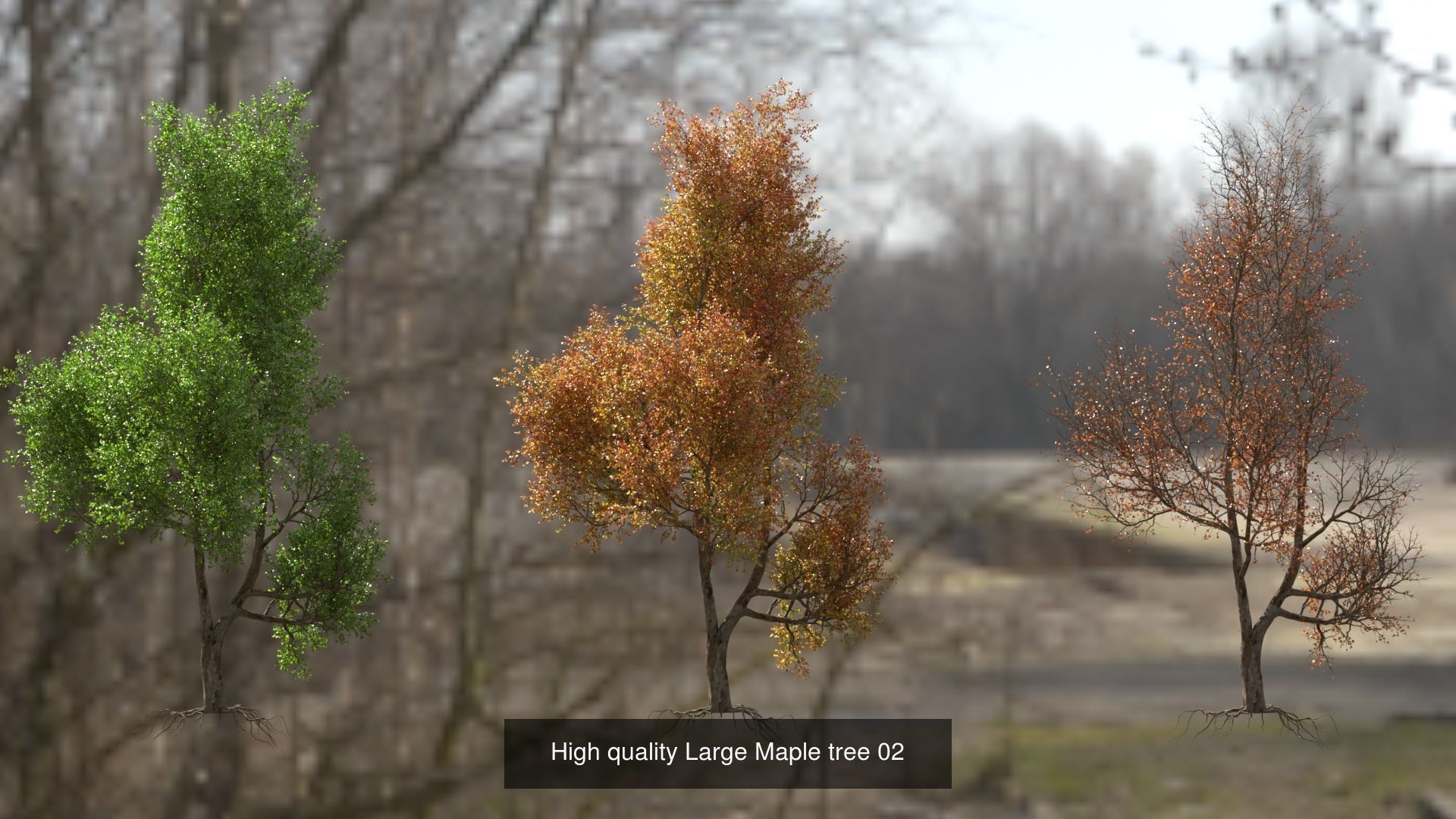 6 High quality Maple tree collection _2