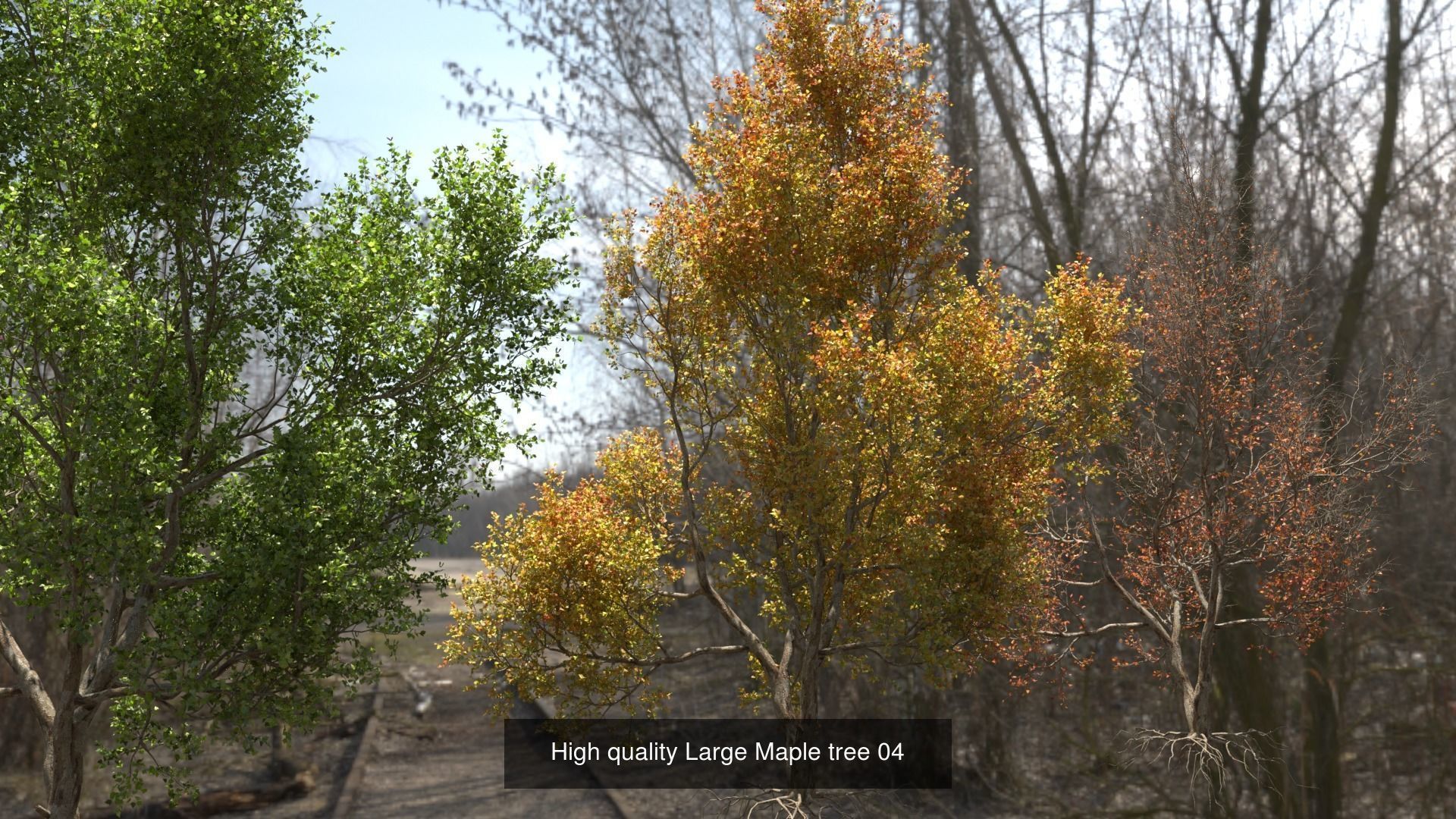 6 High quality Maple tree collection _4