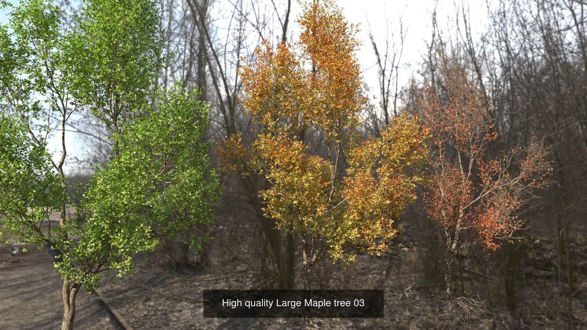 6 High quality Maple tree collection _3