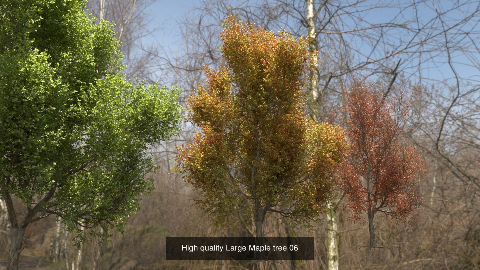 6 High quality Maple tree collection _8