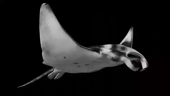 Manta Ray 3D model
