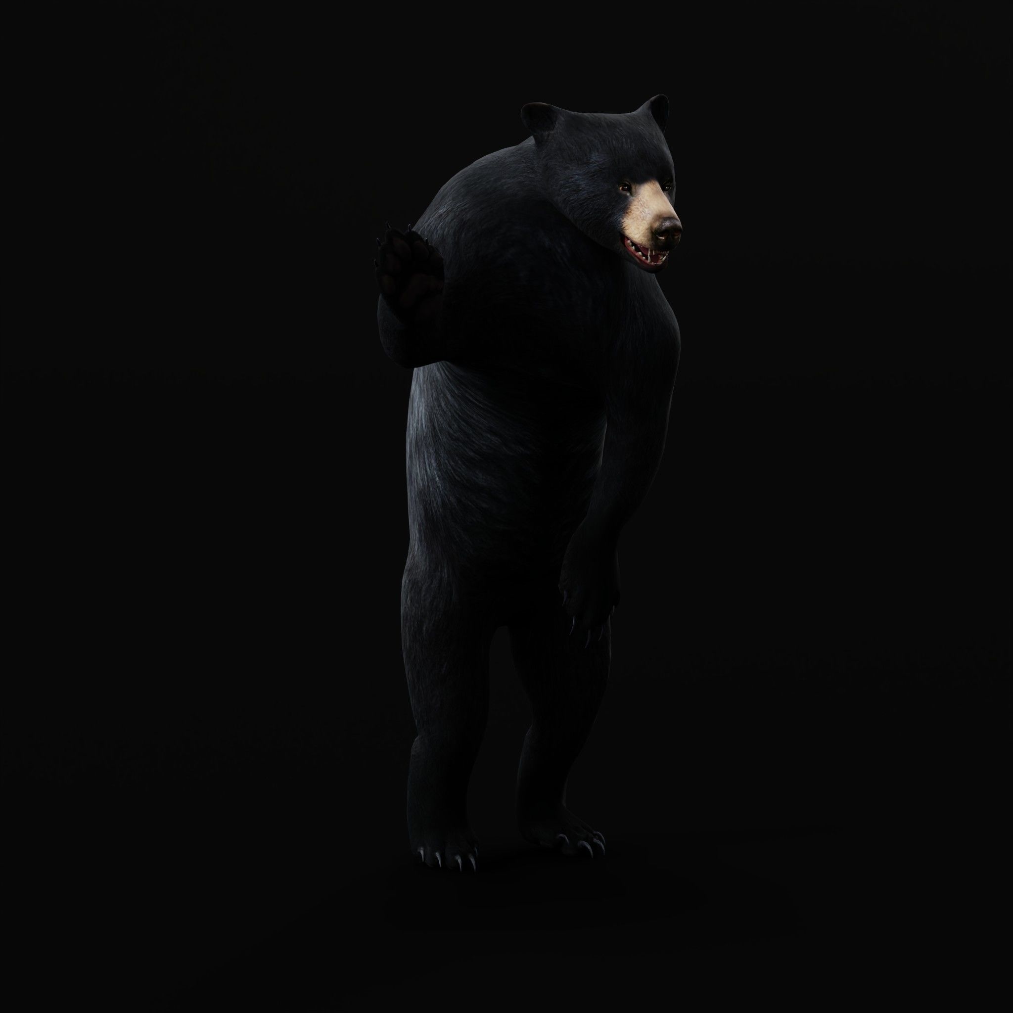 American Black Bear Low-poly 3D model_32
