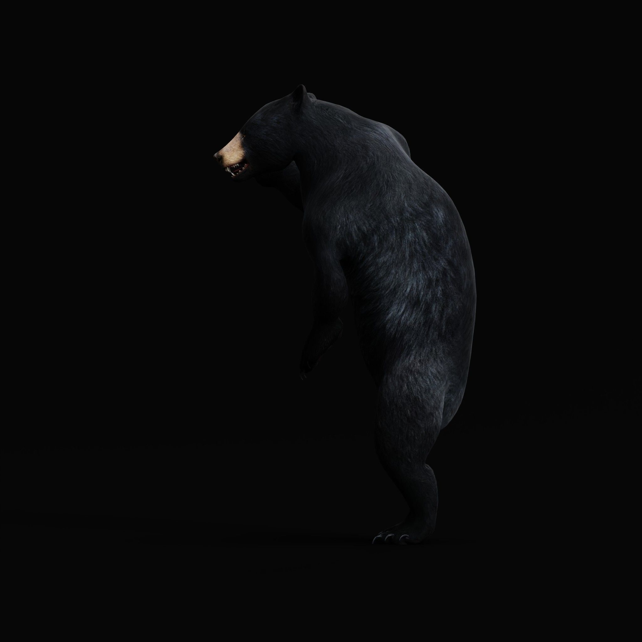 American Black Bear Low-poly 3D model_29