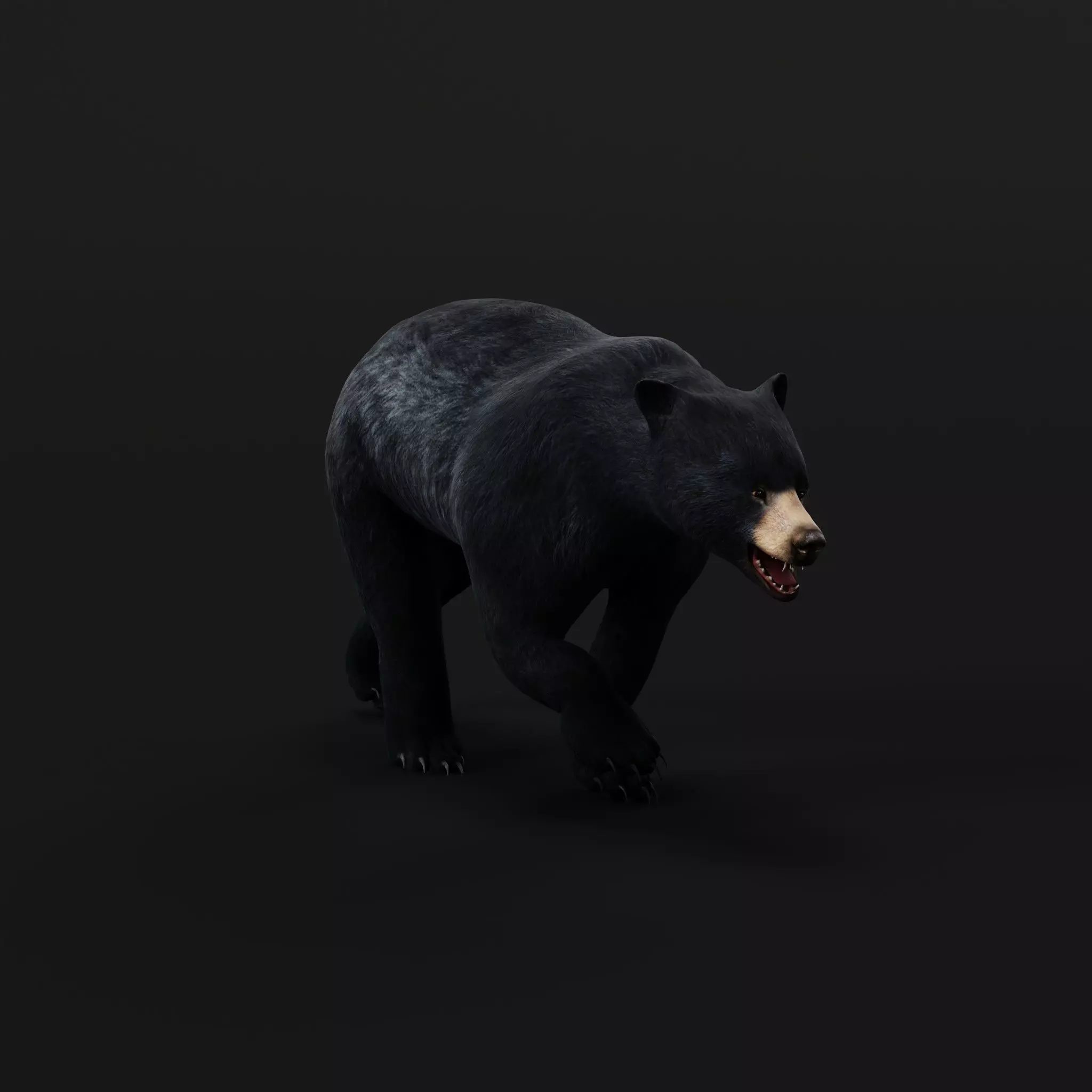 American Black Bear Low-poly 3D model_0
