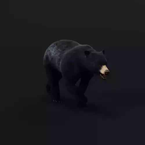 American Black Bear Low-poly 3D model