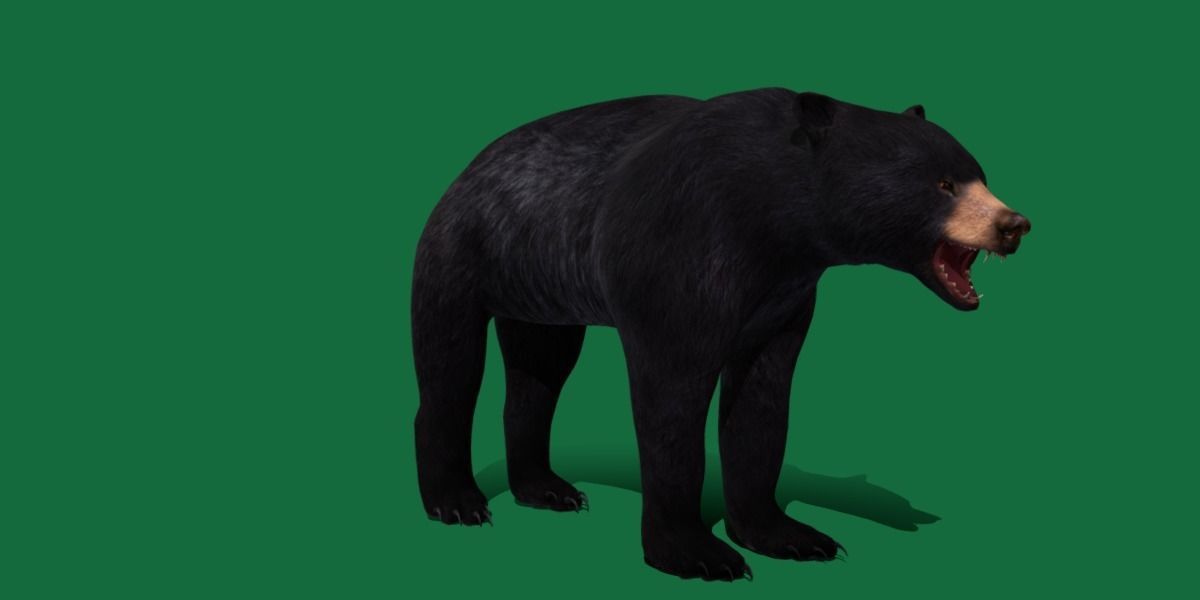 American Black Bear Low-poly 3D model_21