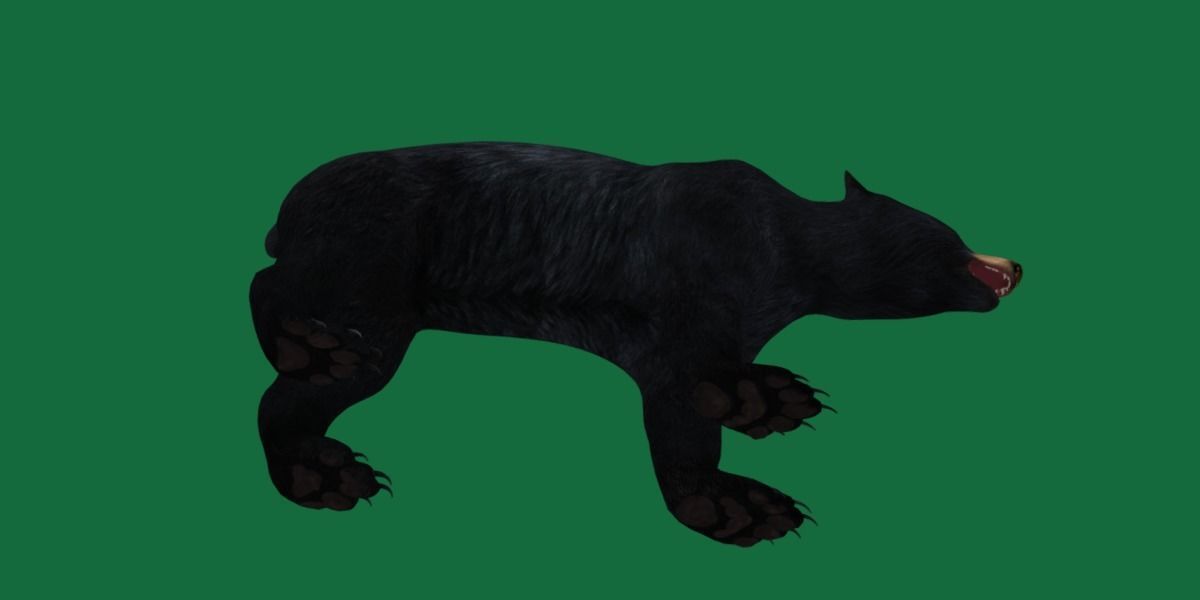 American Black Bear Low-poly 3D model_8