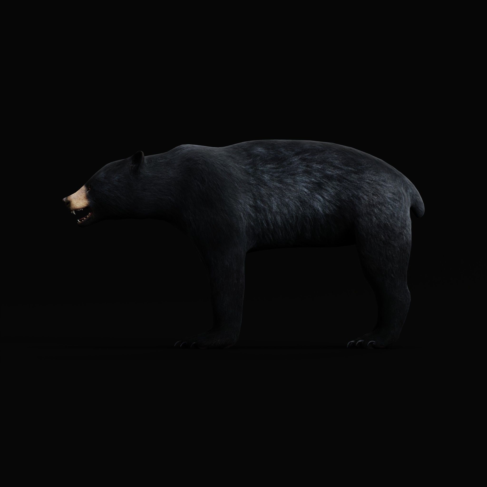 American Black Bear Low-poly 3D model_27