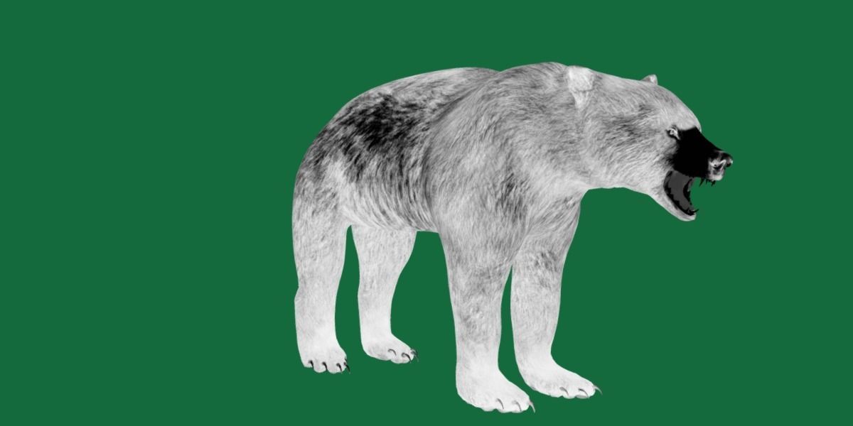 American Black Bear Low-poly 3D model_4