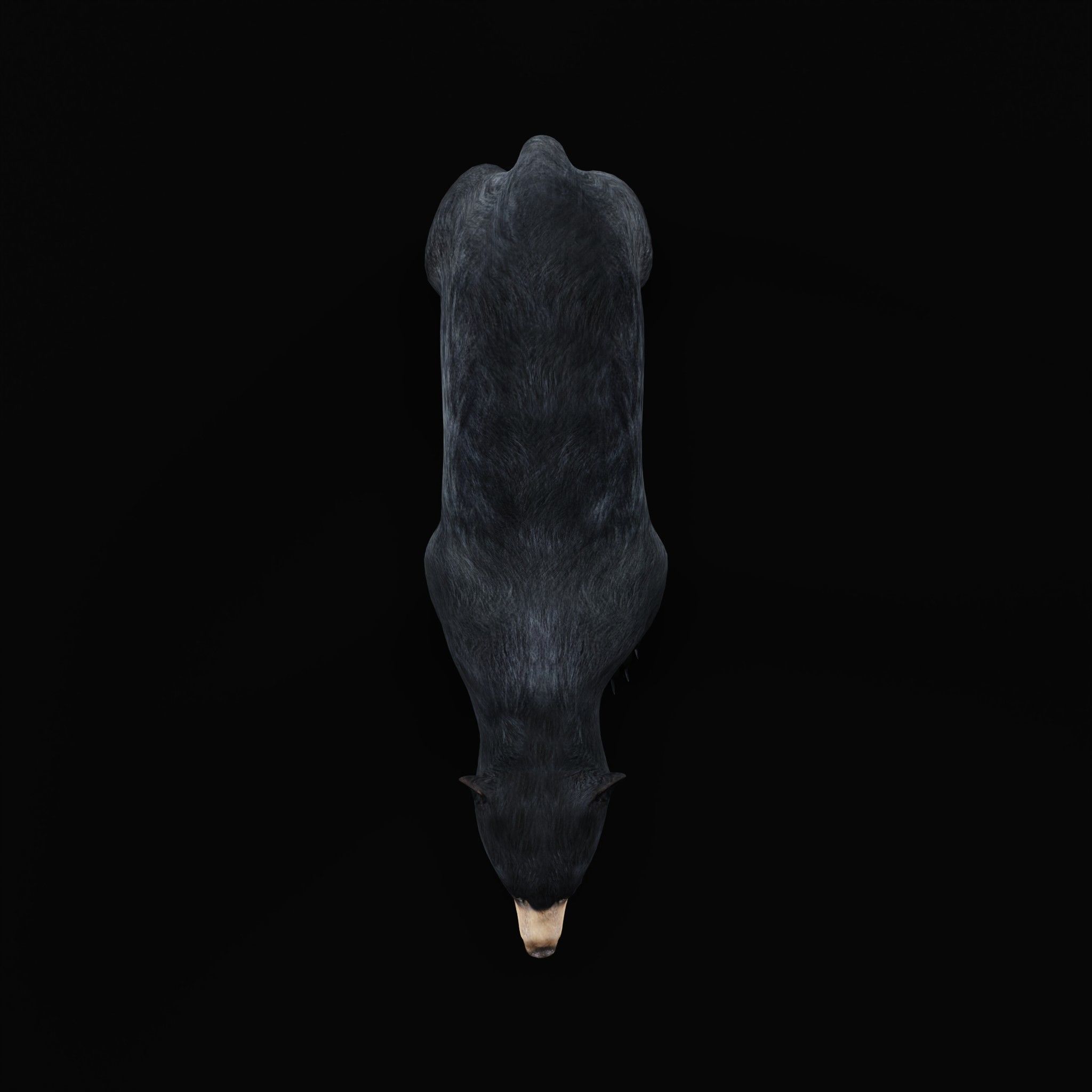 American Black Bear Low-poly 3D model_28