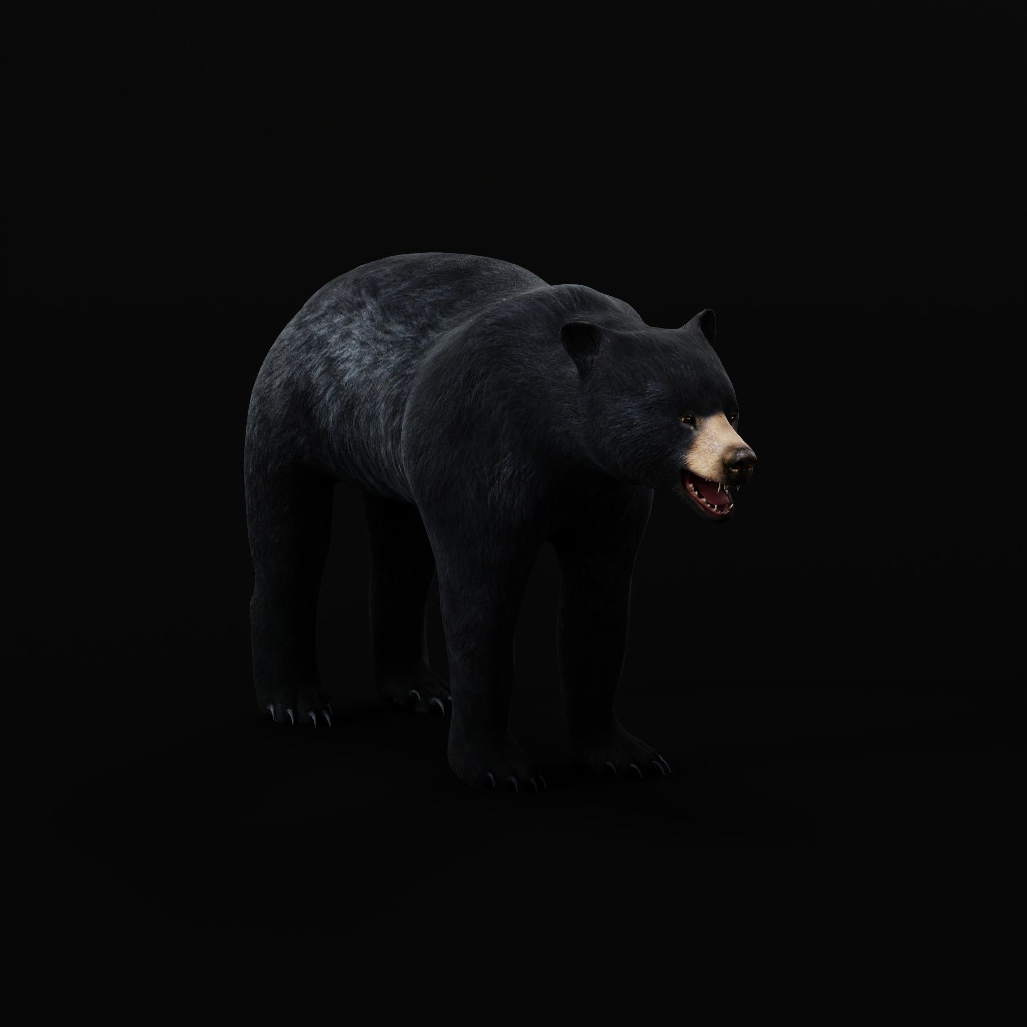 American Black Bear Low-poly 3D model_25