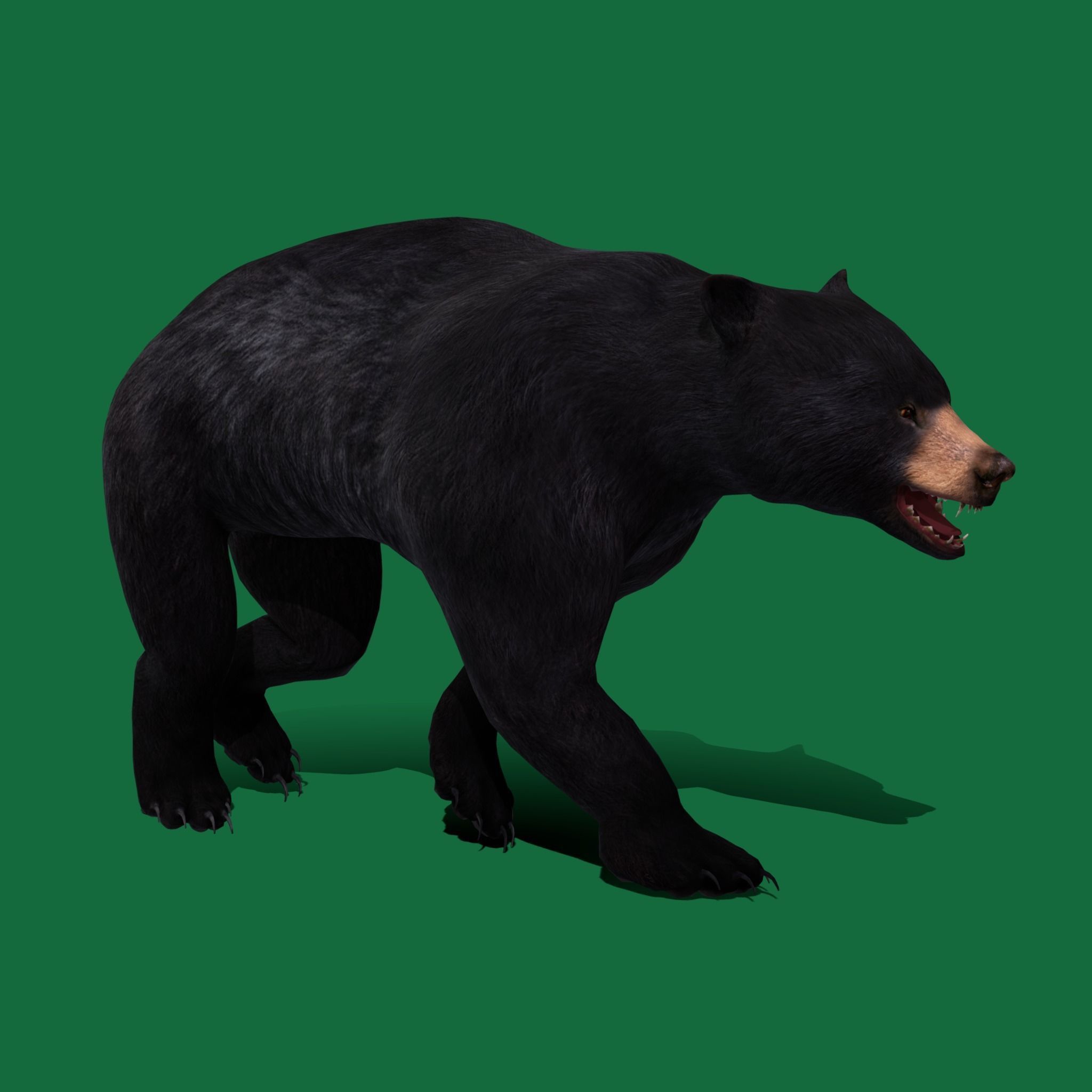 American Black Bear Low-poly 3D model_16