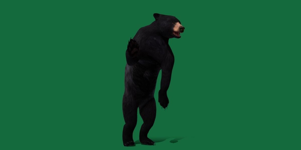 American Black Bear Low-poly 3D model_14